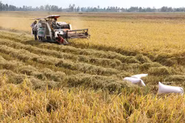 Clean rice processing cuts costs, emissions