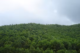 Vinh Phuc faces difficulties in planting alternative forests