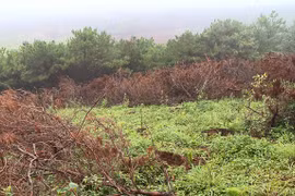 National Assembly deputies critical of draft Forest Law