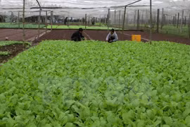 Workshop seeks to develop organic farming in Vietnam