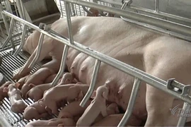 Thailand: Pork imports from US yet to be allowed