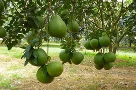 Ben Tre ponders pomelos, rambutans