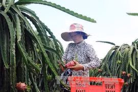 Binh Thuan exports 163 tonnes of dragon fruit to UAE