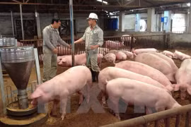 Hanoi’s hi-tech farm expansion remains slow