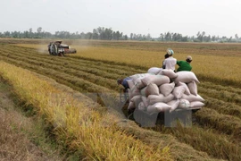 Northern provinces enjoy bumper Winter-Spring rice harvest