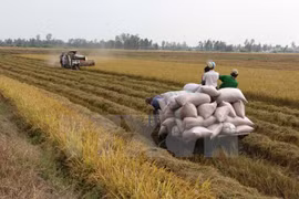 Northern provinces enjoy bumper Winter-Spring rice harvest