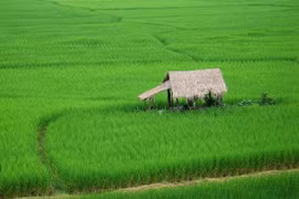 Thai jasmine rice crowned best in world for flavour for fifth time
