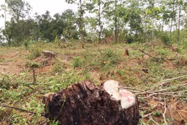 Pine forest cut down, local administration doesn’t notice