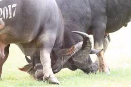 Buffalo fighting festival may lose heritage status