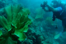 Indonesia, US cooperate in marine habitat conservation