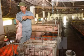 Use of cysteamine banned in Vietnam 