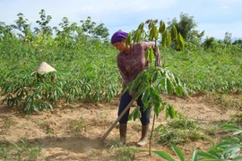 Poverty reduction project improves livelihoods in Kon Tum 