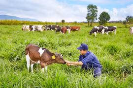 Vietnam, Australia strengthen cow-breeding cooperation