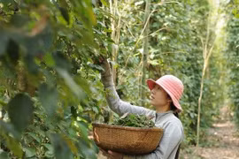 Pepper-based ecotourism promoted in Phu Quoc