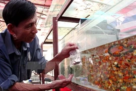 HCM City’s ornamental fish export revenue up