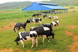 Vietnam’s dairy giants export milk to China