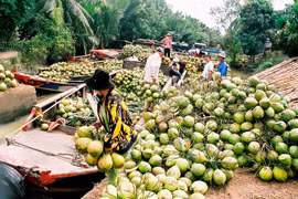 Southern Ben Tre province targets 5,000 firms by 2020