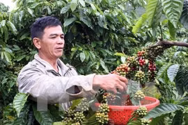 Vietnam joins management board of Asian Coffee Association