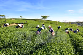 Agriculture ministry vows to push forward with SOE equitisation