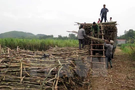 Indonesia targets to produce 1.2 million tonnes of sugar in 2017