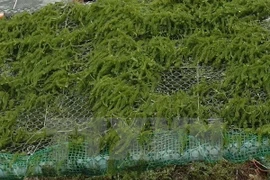 Seaweed farming – a promising industry and solution to pollution