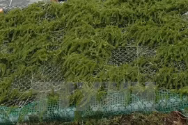 Seaweed farming – a promising industry and solution to pollution