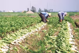 Korean business seeks production opportunities in Ha Nam