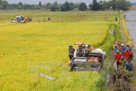 Dak Lak’s food production reaches record high