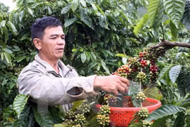 Dak Nong province increases aid to coffee farmers