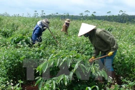Vietnam Rubber Group to make IPO in second quarter