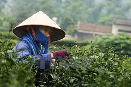 Thai Nguyen spends big to promote tea trade mark