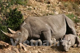 Malaysia seizes large amount of rhino horns at airport