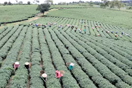 Central Highlands improves human resources training