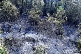 Central Highlands region faces natural forest drop