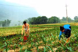 Yen Bai looks to diversify crops