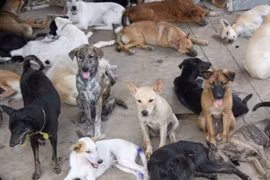 Thailand aims to eliminate rabies by 2020