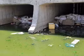 Pollution degrades marine biodiversity