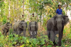 Elephant sanctuary established in Quang Nam