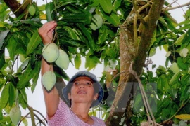 Vietnam cooperative to export mangoes to Australia