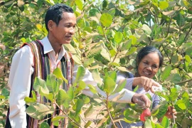 Cashew farming area in Central Highlands shrinks