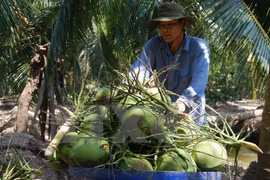 Ben Tre targets sustainable agricultural development 