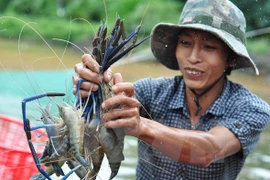 Kien Giang to boost shrimp production in 2017