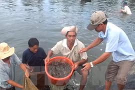 Bac Lieu strives to become centre of shrimp industry
