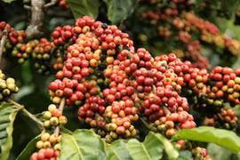 Coffee output to near last crop’s yield