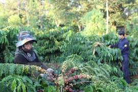 Deal expected to revive Vietnam's coffee industry