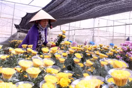Da Lat to open flower trading centre