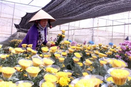 Da Lat to open flower trading centre