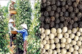 Vietnam's pepper faces stern quality challenge