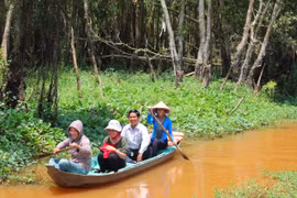 More Asian openbill storks flock to ecotourism site in Dong Thap