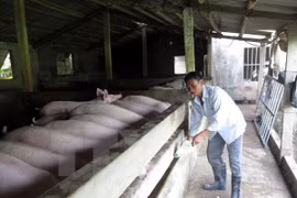 Livestock farmers urged to join production links